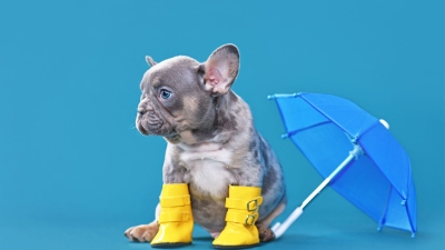koer vihmavarjuga